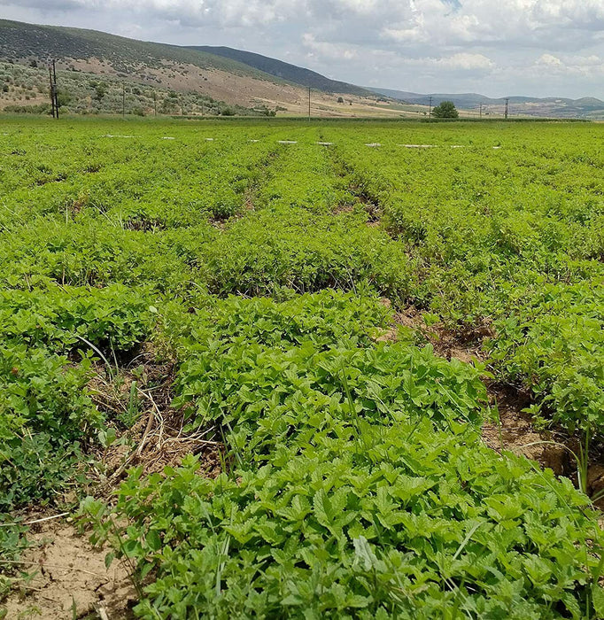 Feld mit biologisch angebauter Zitronenmelisse in voller Blüte, frische grüne Blätter unter blauem Himmel.